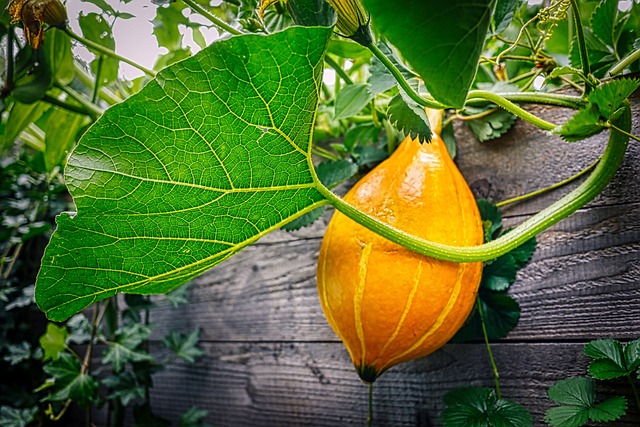 Free Pumpkin Garden photo and picture