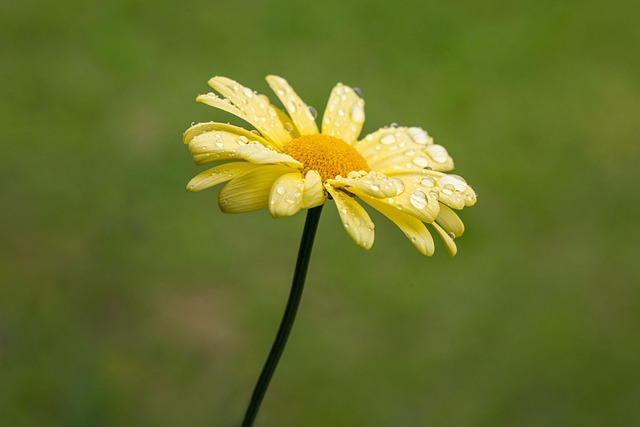 Download free HD stock image of Flower Flower Wallpaper Free Flower Flower Wallpaper photo and picture
