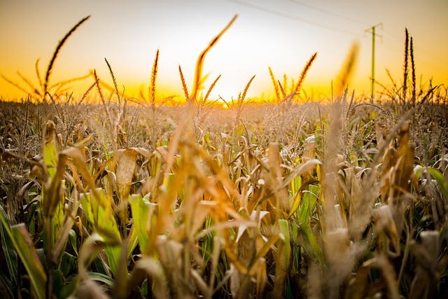 Free Corn Field photo and picture