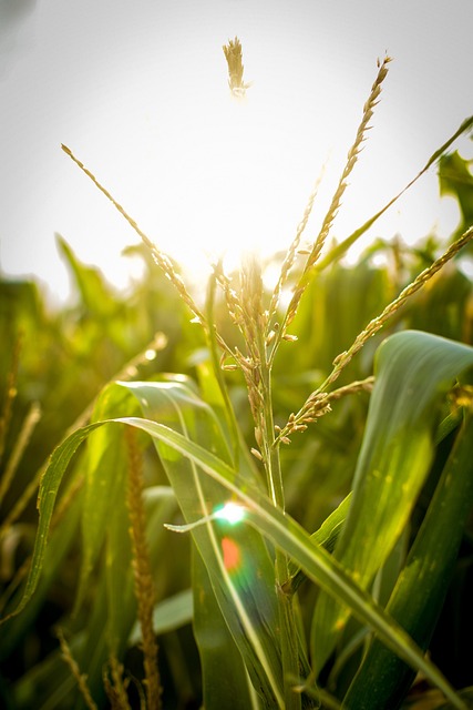 Free Field Corn photo and picture