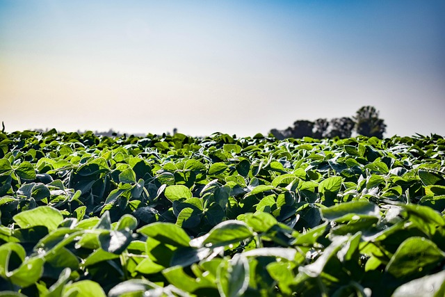 Free Field Plantation photo and picture