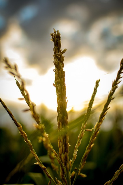 Free Corn Farming photo and picture