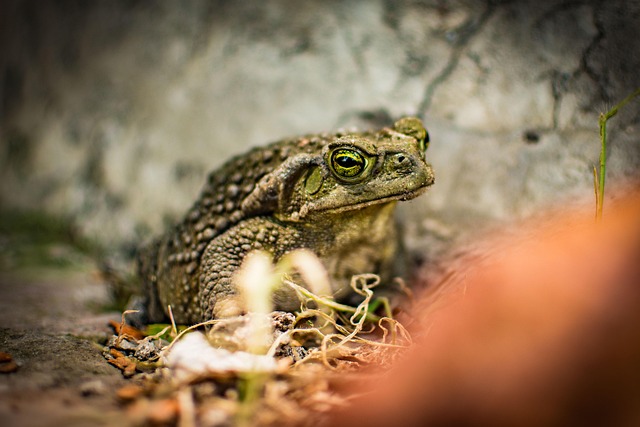Free Toad Green photo and picture