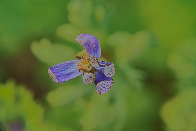 Free Macro Flower photo and picture
