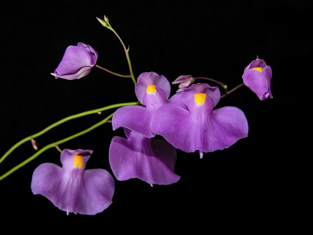 Free Pływacz Flower photo and picture