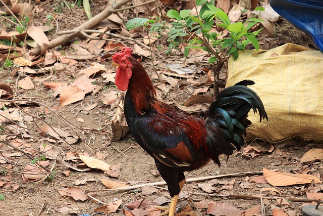 Free Kerala Hen photo and picture