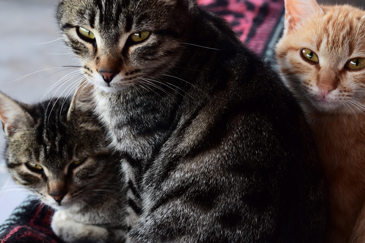 猫 黑猫 - Pixabay上的免费照片 - Pixabay
