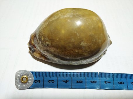 Free Cypraea Sea photo and picture