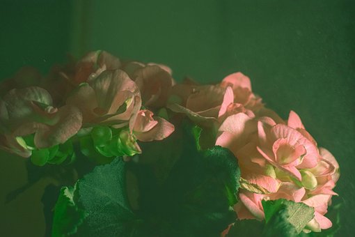 Free Flower Red Flower photo and picture