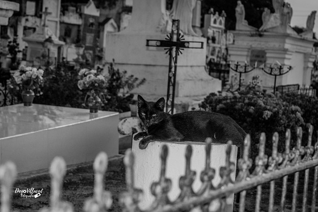 Cemitério, Terror, Gatos, Preto