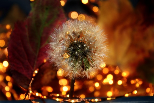 Free Dandelion Nature photo and picture