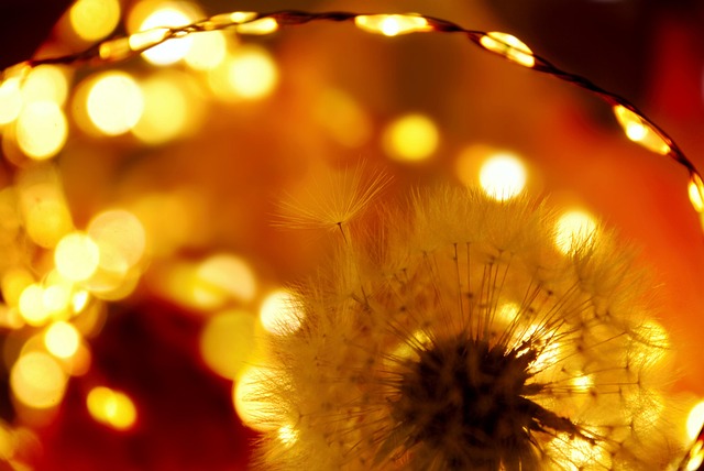Free Dandelion Nature photo and picture