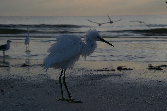 Free Bird Shake photo and picture