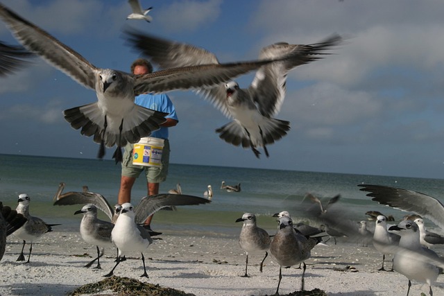Free Birds Seagulls photo and picture