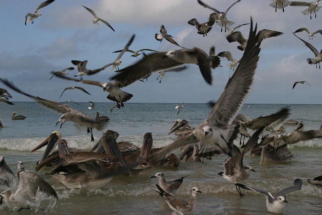 Free Birds Swarm photo and picture