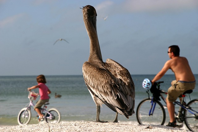 Free Pelicans Sea photo and picture