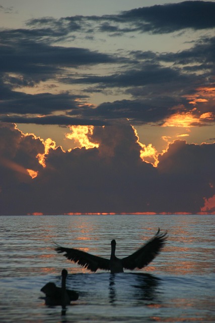 Free Pelicans Sea photo and picture