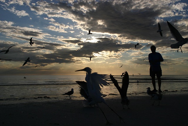 Free Pelican One photo and picture