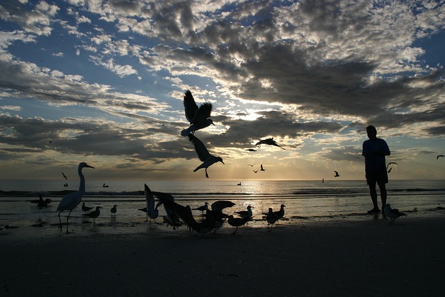 Free Pelican One photo and picture