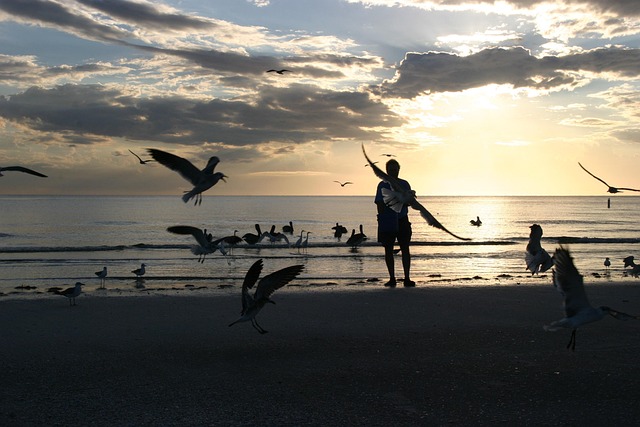 Free Pelican One photo and picture