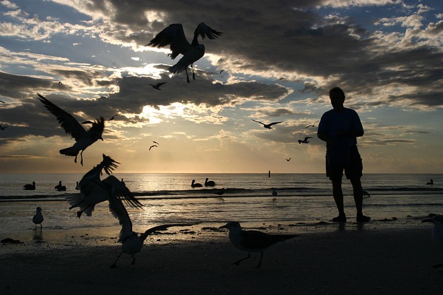 Free Pelican One photo and picture
