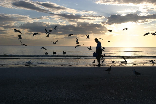 Free Pelican One photo and picture