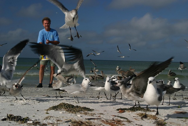 Free Pelican One photo and picture