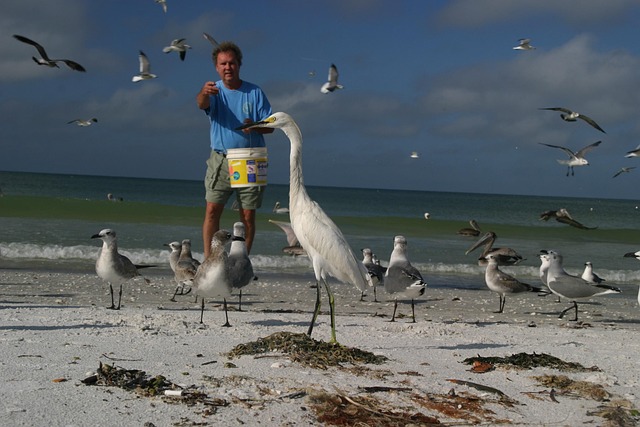 Free Pelican One photo and picture
