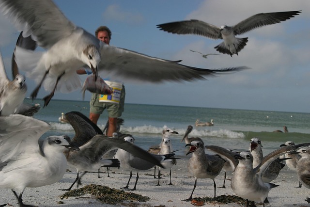 Free Pelican One photo and picture