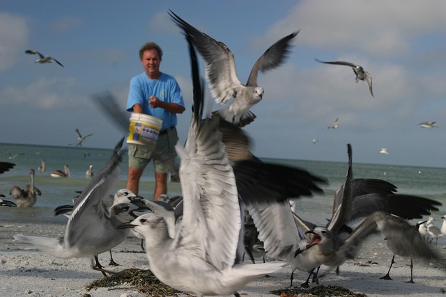 Free Pelican One photo and picture