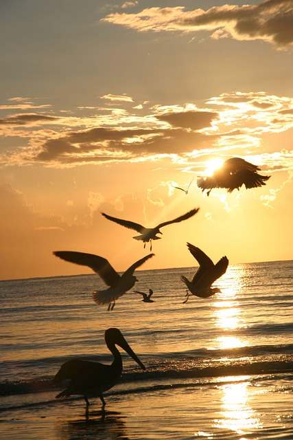 Free Sunset Pelicans photo and picture