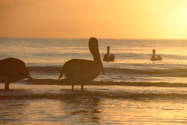 Free Sunset Pelicans photo and picture