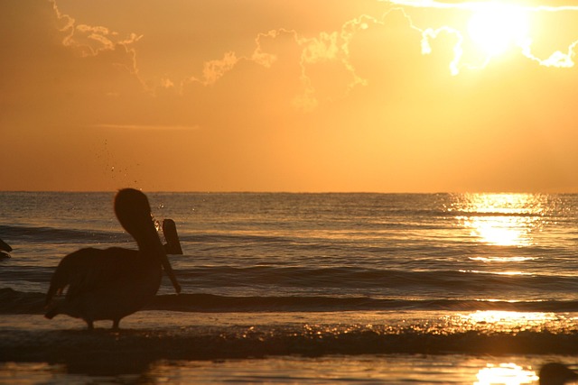 Free Sunset Pelicans photo and picture