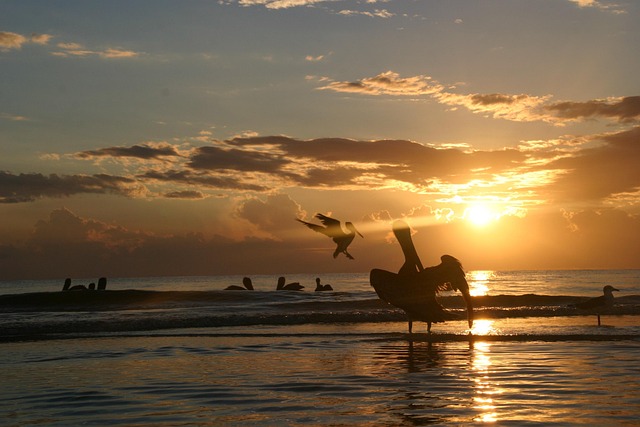 Free Sunset Pelicans photo and picture