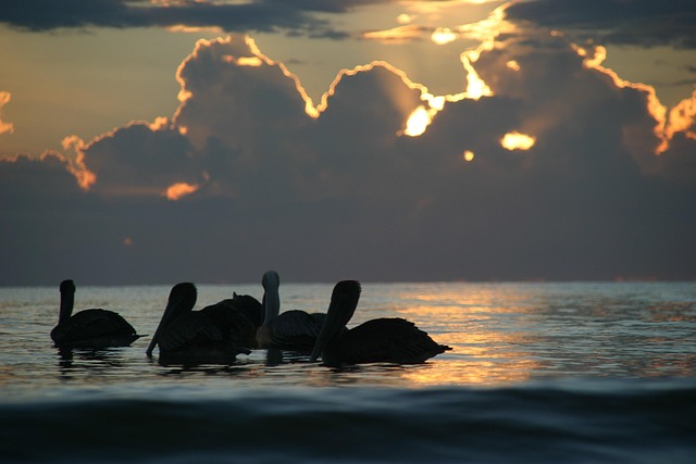 Free Sunset Pelicans photo and picture