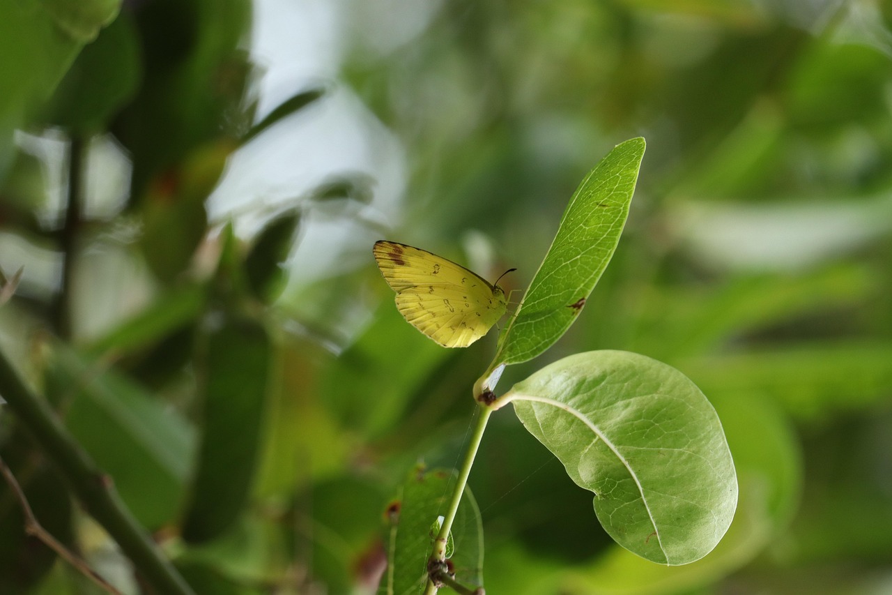 Butterfly - free online jigsaw puzzle photo