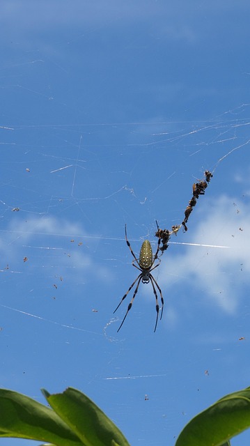 Araña, Animal, Insecto, Naturaleza
