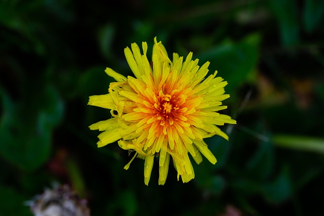 Free Yellow Flower Spring photo and picture