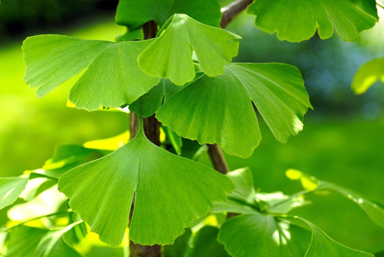 銀杏 葉っぱ 緑 - Pixabayの無料写真 - Pixabay