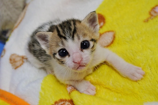 Free Cat Kitten photo and picture