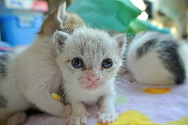 Free Cat Kitten photo and picture