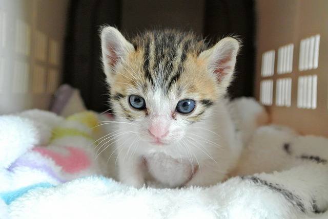 Free Cat Kitten photo and picture
