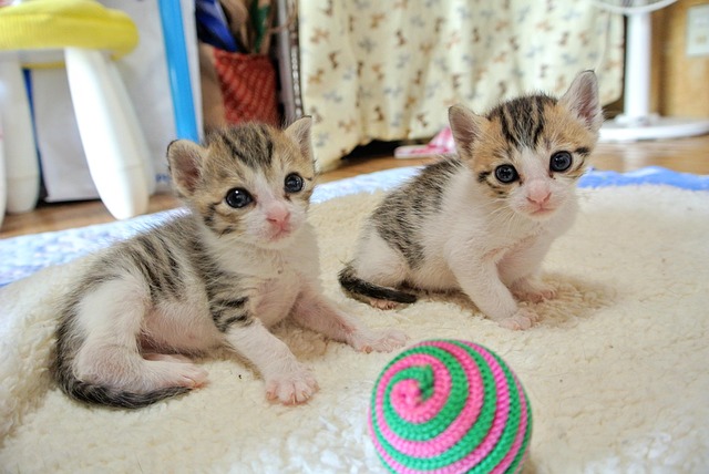 Free Cat Kitten photo and picture