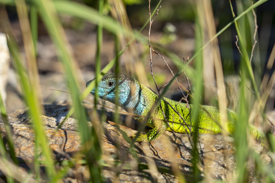 Lagarto Playa Roca - Foto gratis en Pixabay