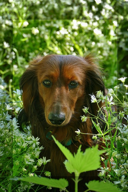 Dachshund, Portrett, Hund, Natur, Gå