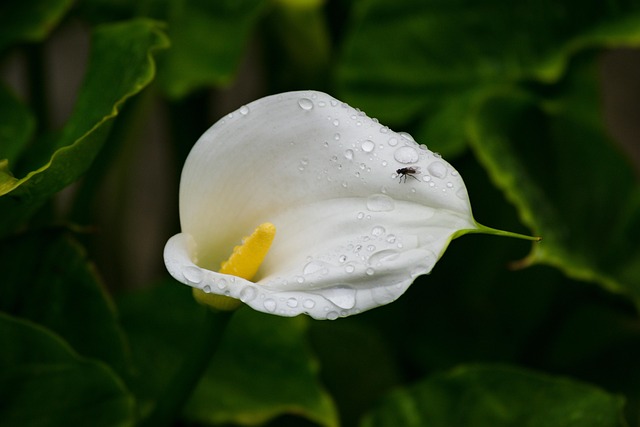 Bloem, Kruid, Bloem Behang