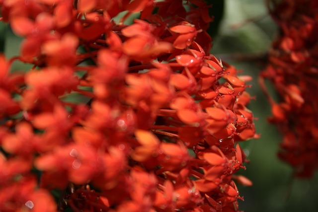 Asoka Flower Nature - Free photo on Pixabay - Pixabay