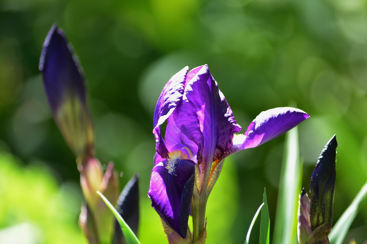 Flowers - free online jigsaw puzzle photo