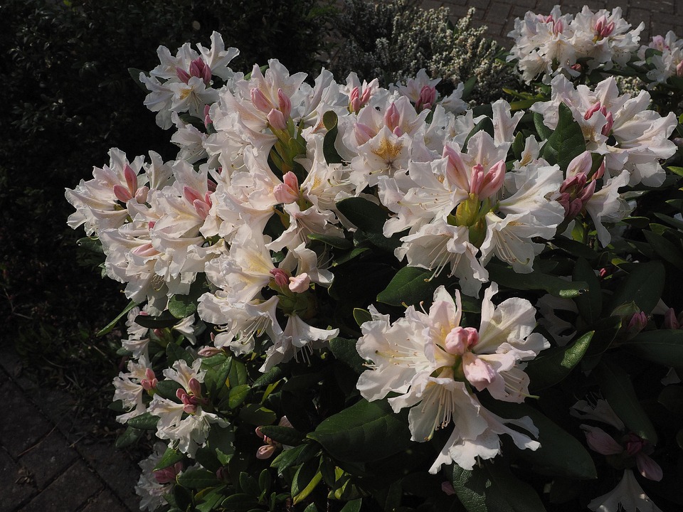 Rhododendron White Garden - Free photo on Pixabay