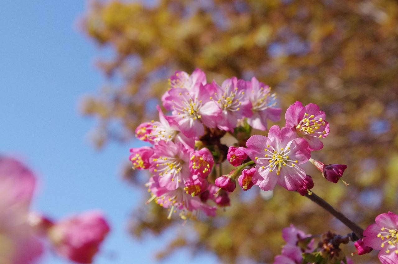 さくら 花 バネ - Pixabayの無料写真 - Pixabay